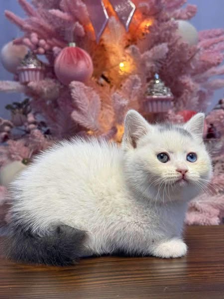 Munchkin