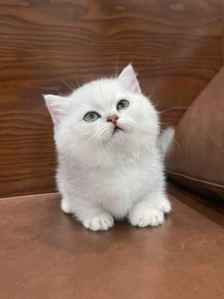 Munchkin