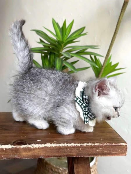 Munchkin