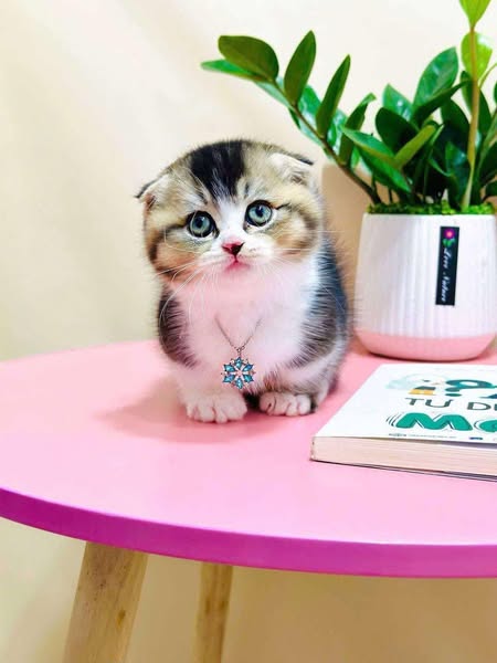 Munchkin Fold