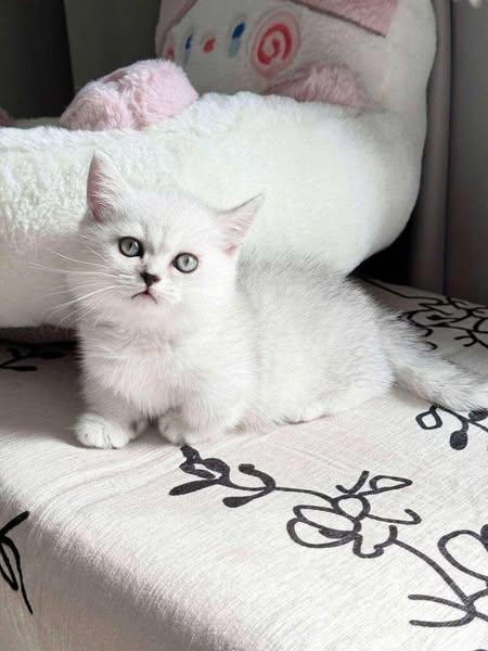 Munchkin