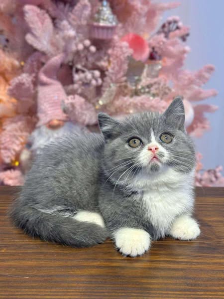 Munchkin