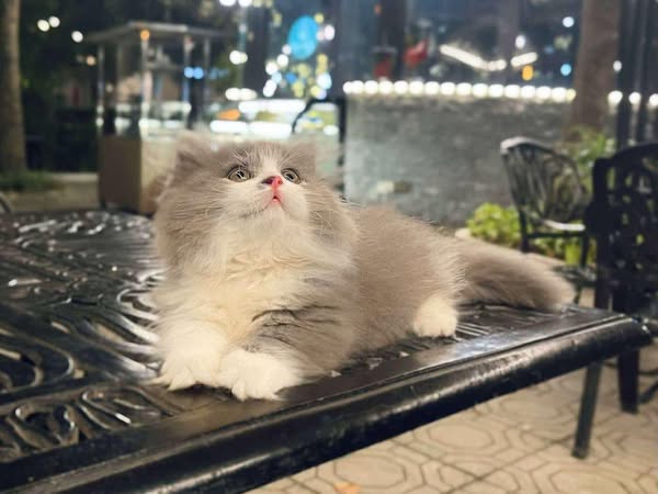 Munchkin Longhair