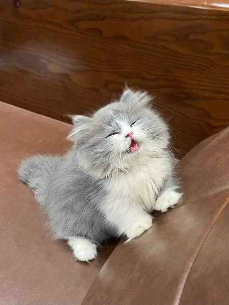Munchkin Longhair