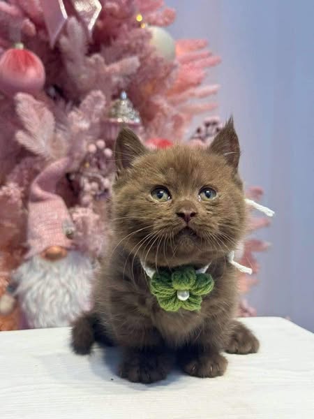 Munchkin