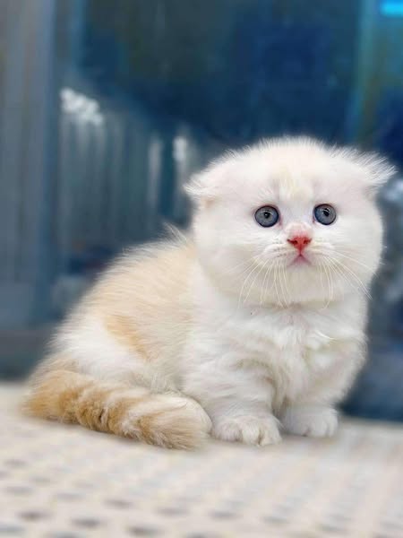 Munchkin Fold Longhair