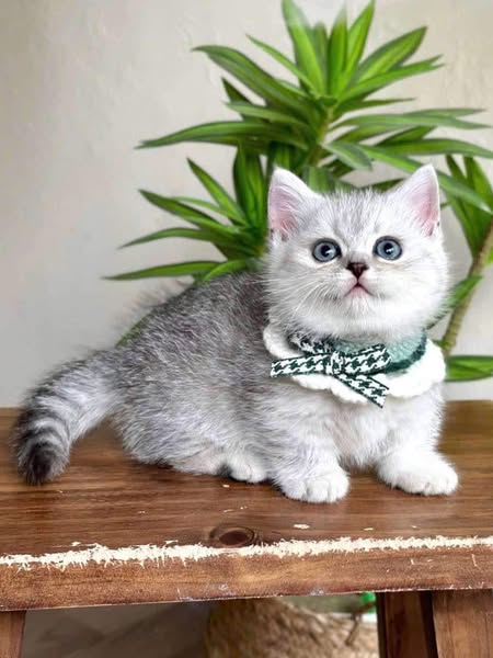 Munchkin
