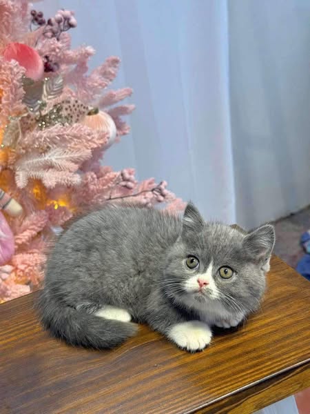 Munchkin
