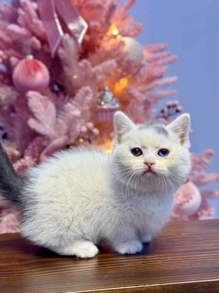 Munchkin