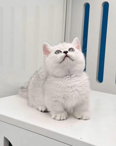 Munchkin