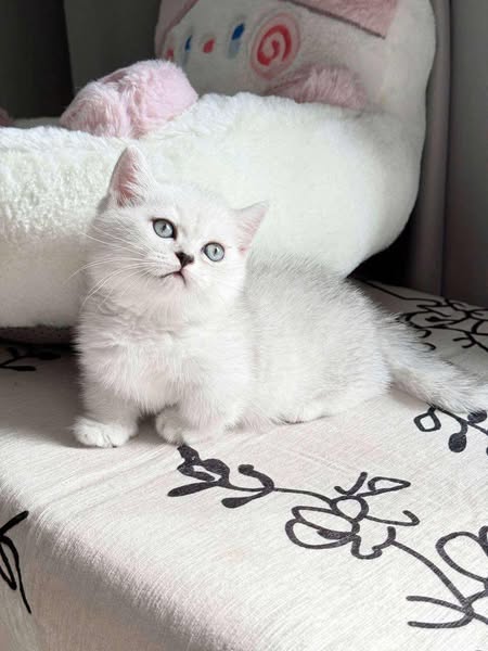 Munchkin