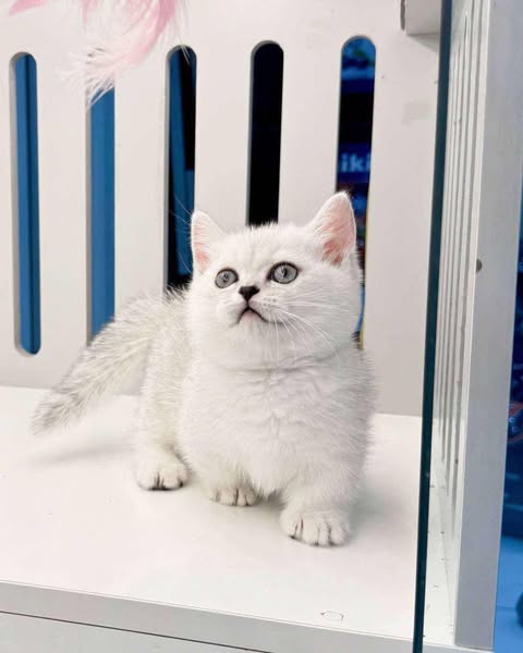 Munchkin