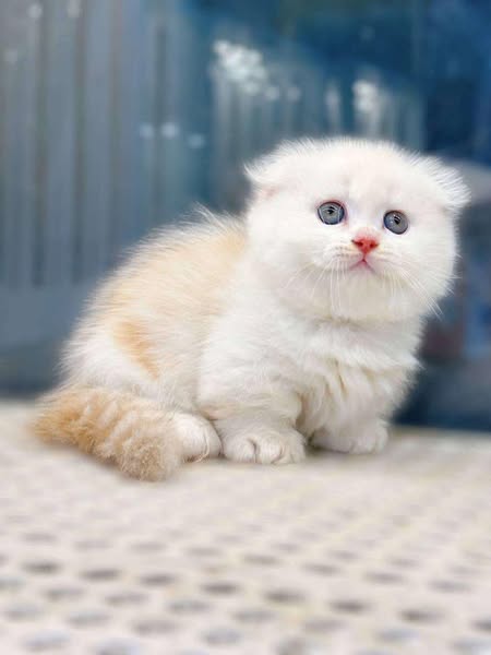 Munchkin Fold Longhair