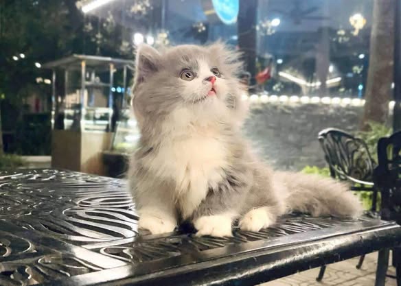 Munchkin Longhair