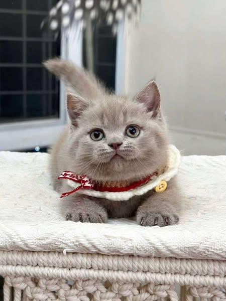 Munchkin