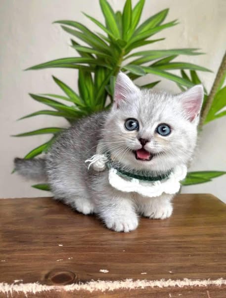 Munchkin