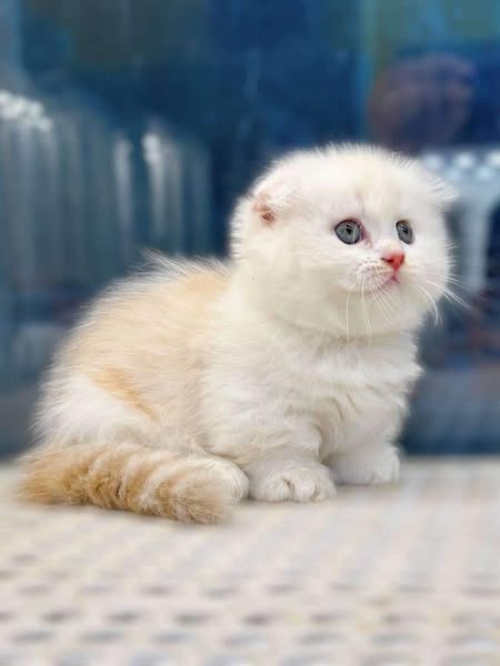 Munchkin Fold Longhair