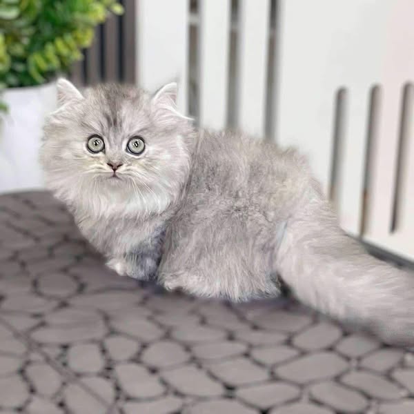 Munchkin Longhair