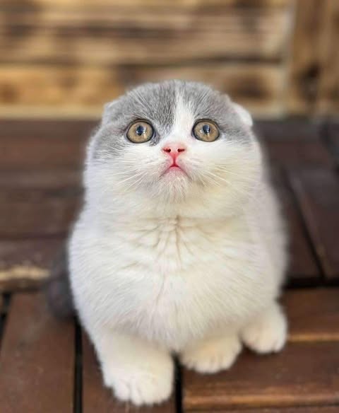 Munchkin Fold