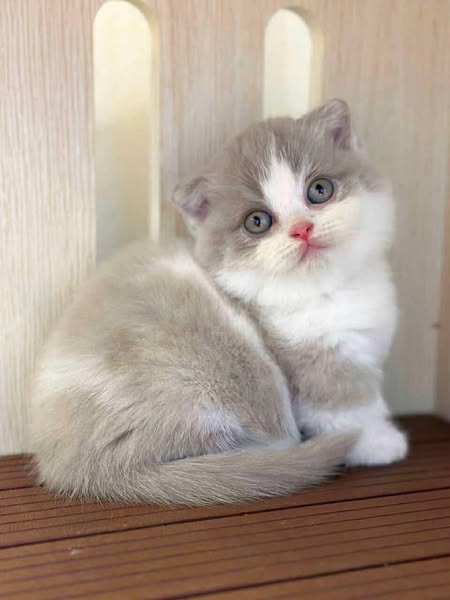Munchkin Fold