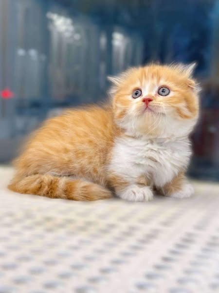Munchkin Fold Longhair