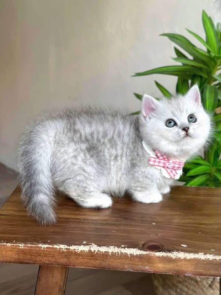 Munchkin