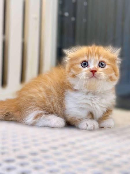 Munchkin Fold Longhair