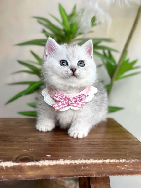 Munchkin