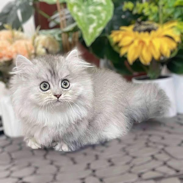 Munchkin Longhair