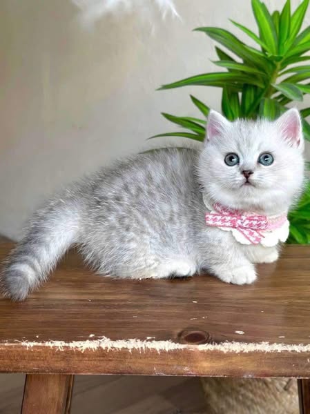 Munchkin