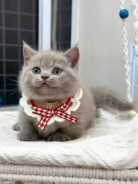 Munchkin