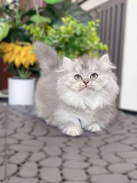 Munchkin Longhair