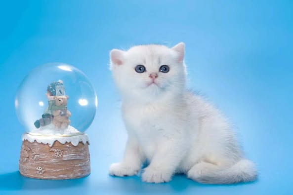 British Shorthair
