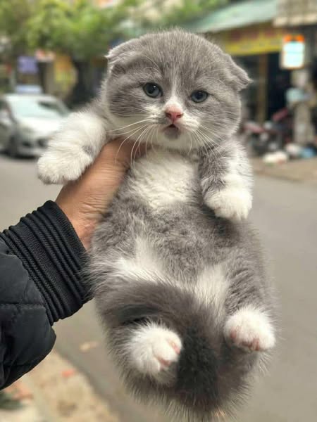 Munchkin Fold