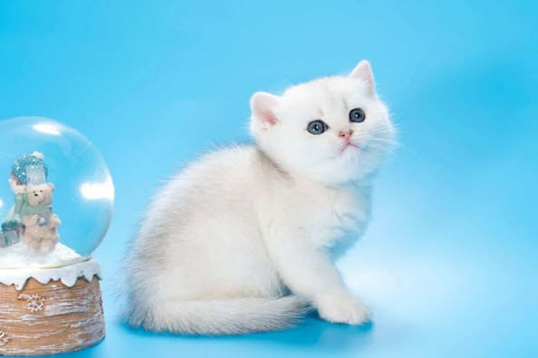 British Shorthair