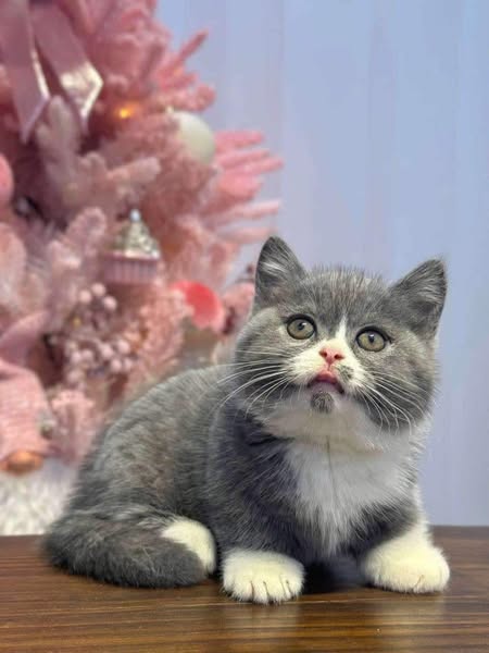 Munchkin