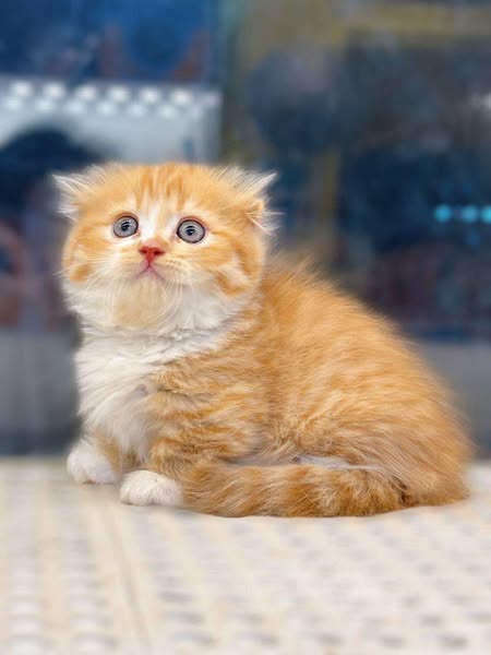 Munchkin Fold Longhair