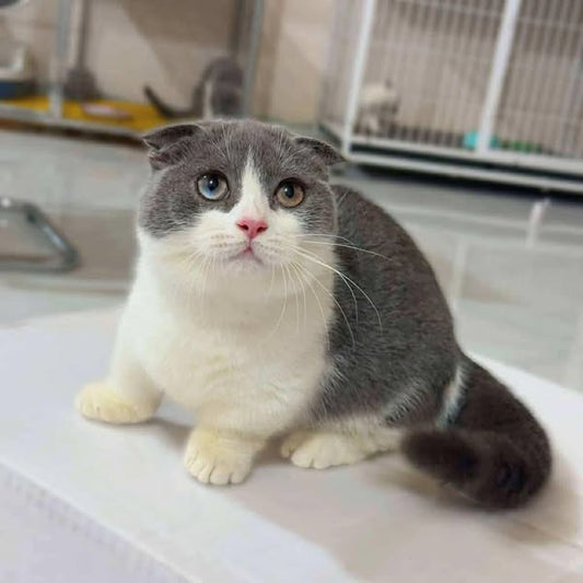 Munchkin Fold