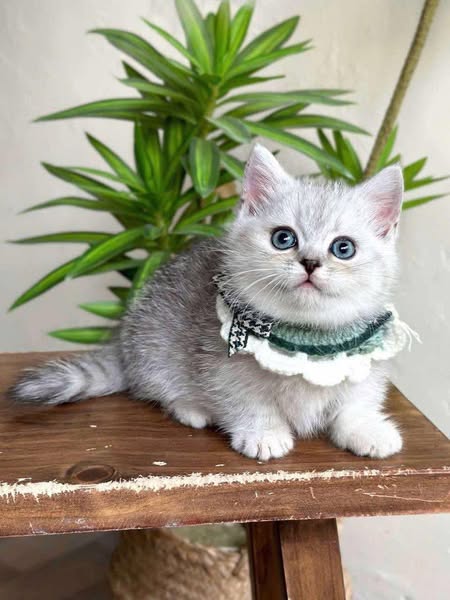 Munchkin