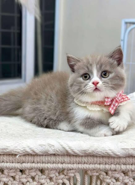 Munchkin