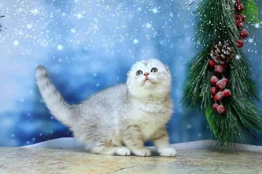 Scottish Fold
