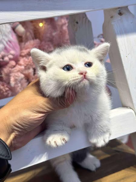 Munchkin