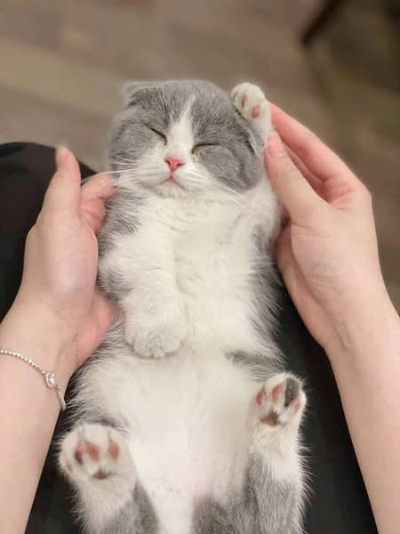 Munchkin Fold