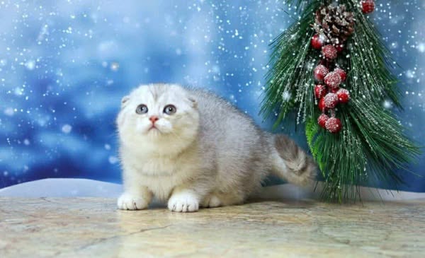 Scottish Fold