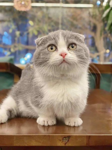 Munchkin Fold