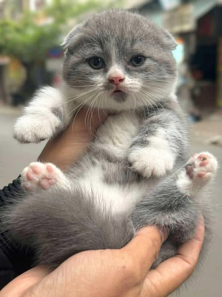 Munchkin Fold