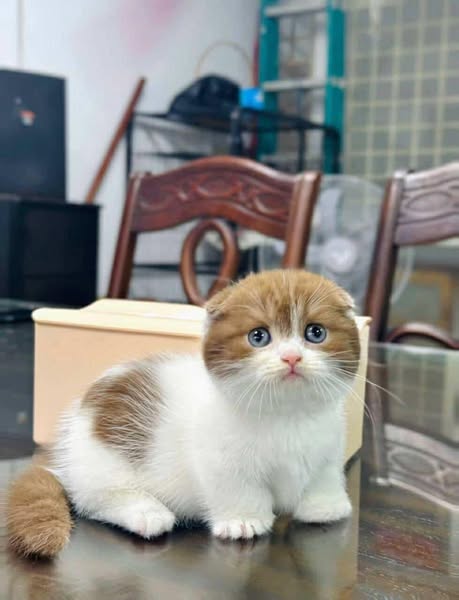 Munchkin Fold