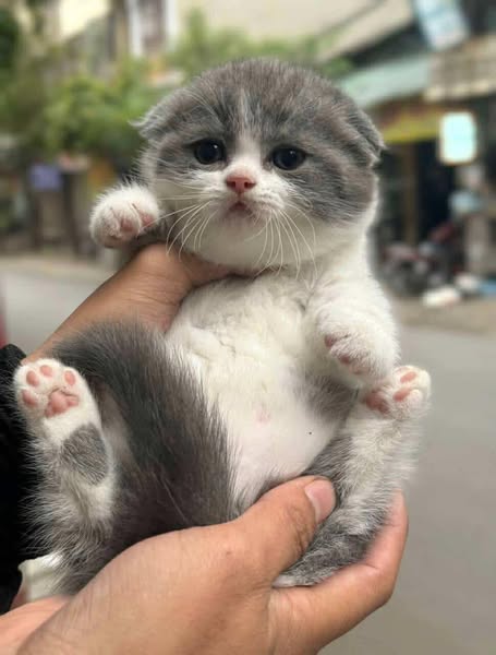 Munchkin Fold