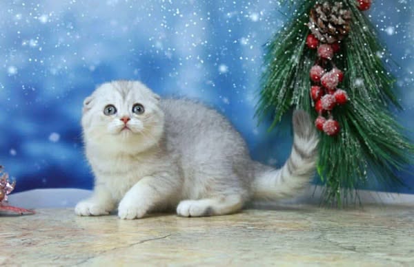 Scottish Fold