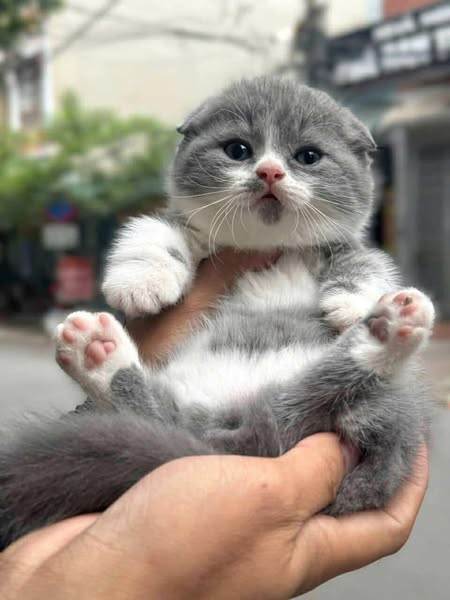 Munchkin Fold